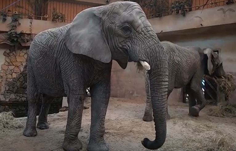 Słonie z Warszawskiego ZOO otrzymują CBD na zmniejszenie stresu